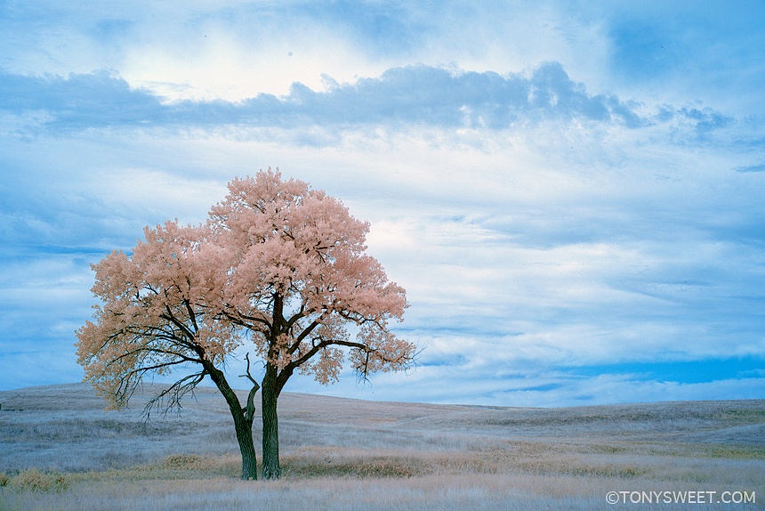 Color infrared by Tony Sweet