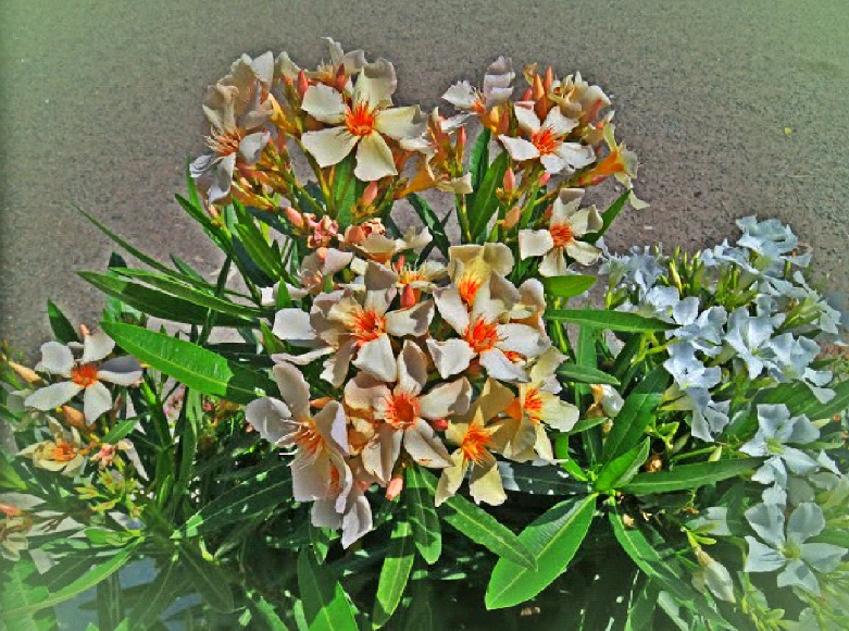 italy-6-flowers